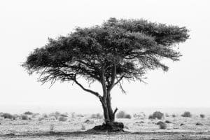 A grayscale photo of a tree demonstrates traditional African medicine.