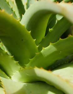 A green succulent plant illustrates traditional African medicine.