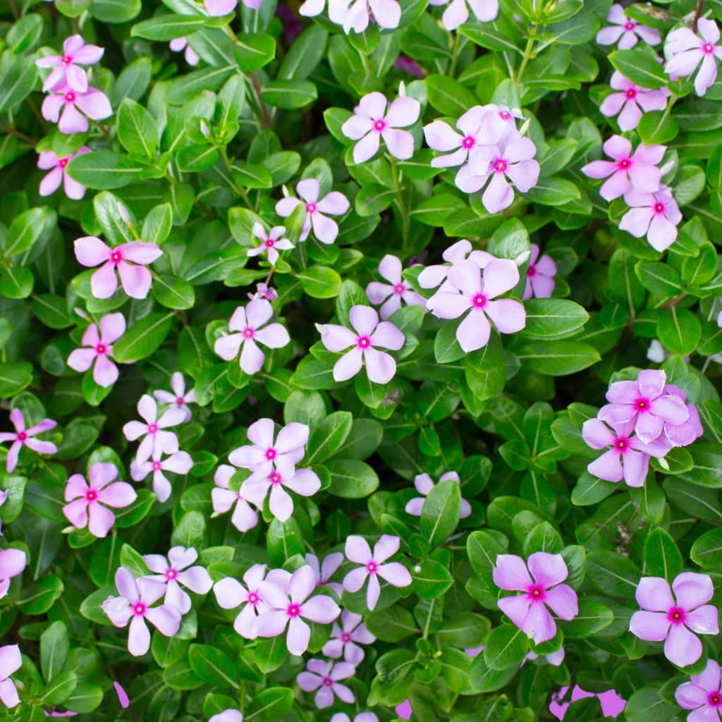 An image displaying Catharanthus roseus, a herb used in traditional African medicine