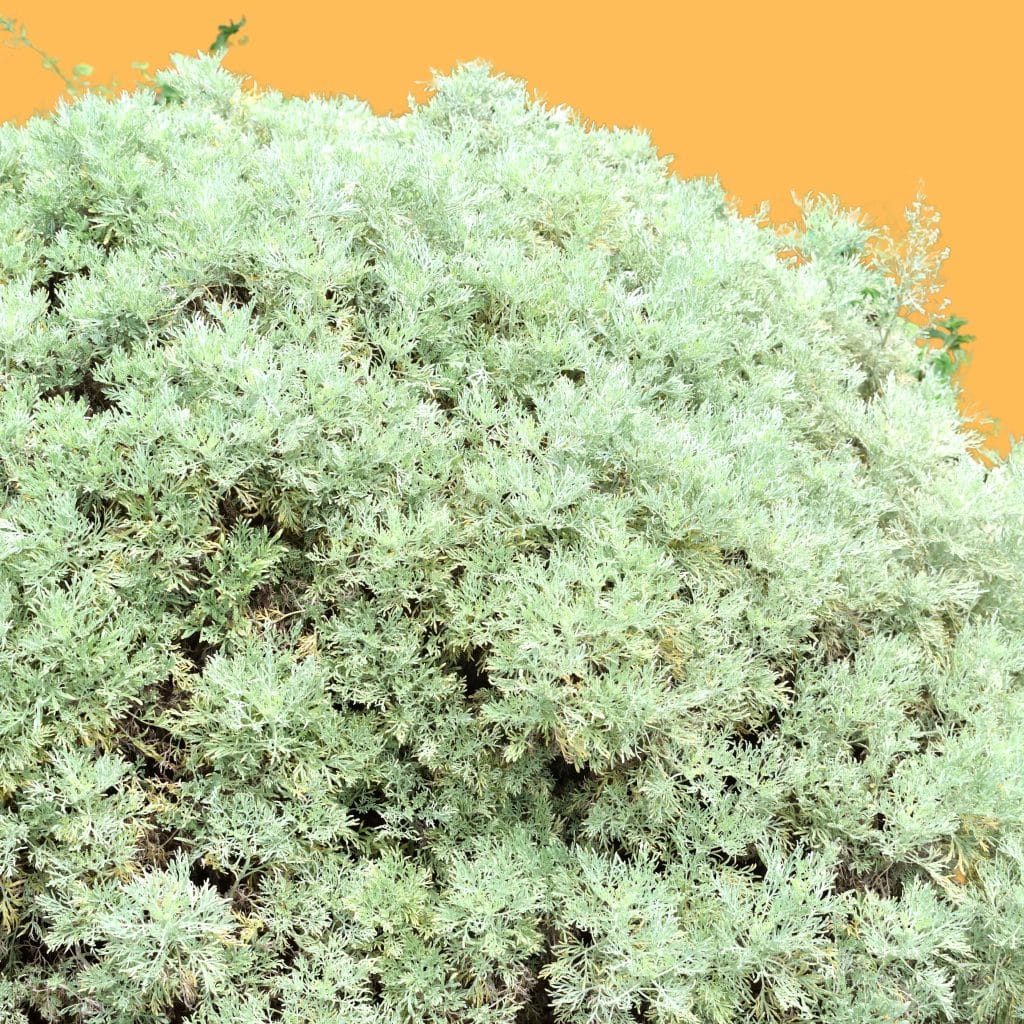 An image illustrating Artemisia herbal-alba, a common herb in traditional African medicine