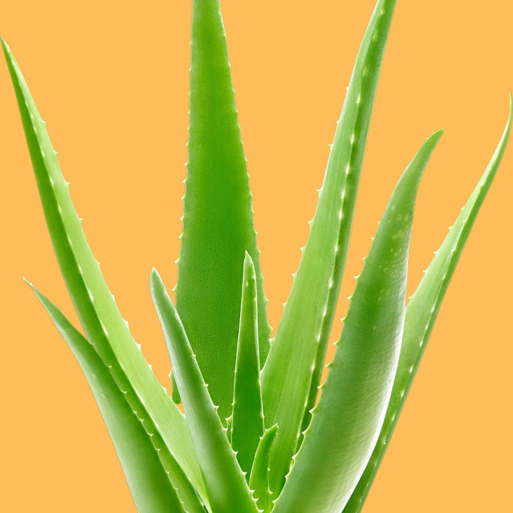 An image showing an Aloe vera plant commonly used in traditional African healing