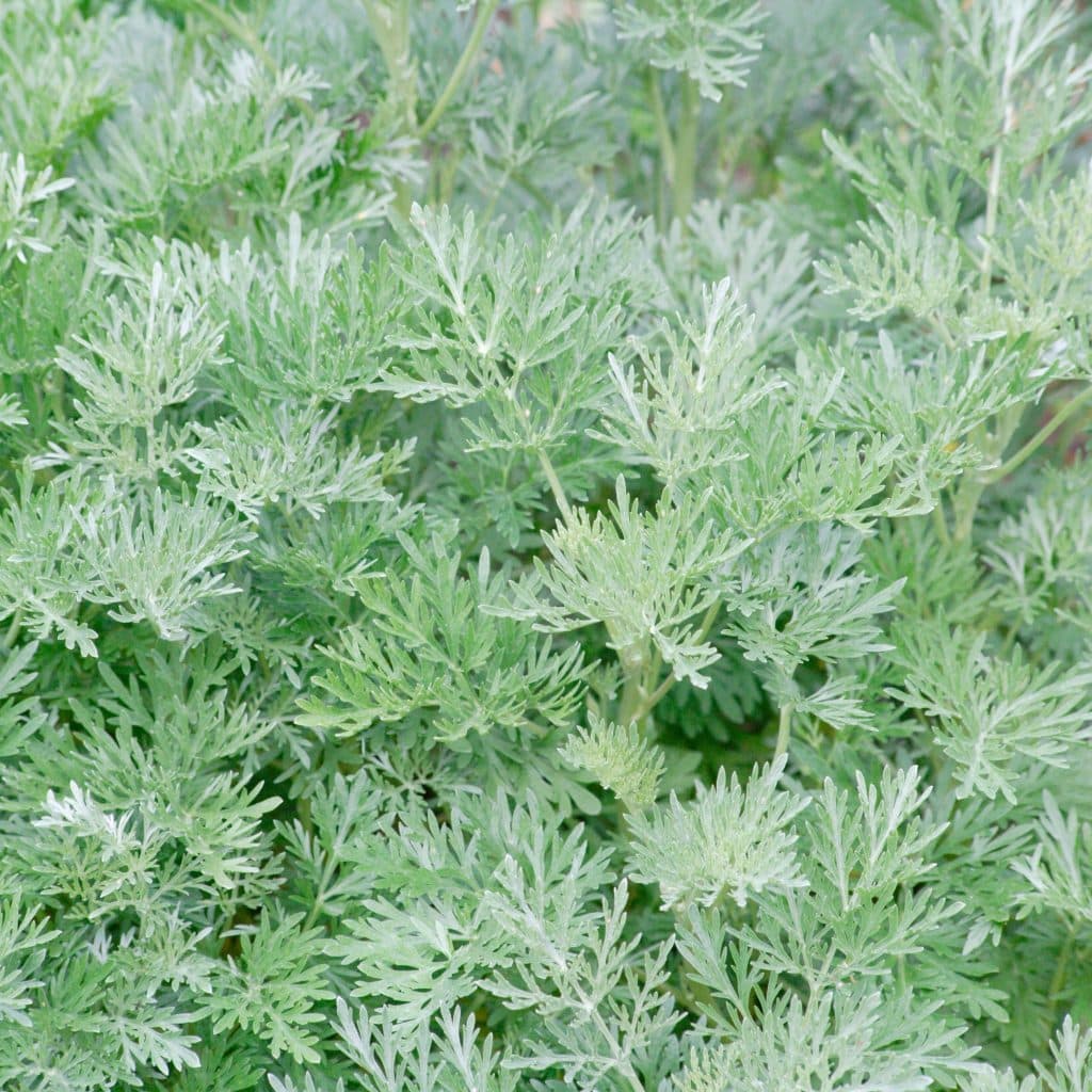 Artemisia Ferox, a herb used in traditional African medicine for its ingredients