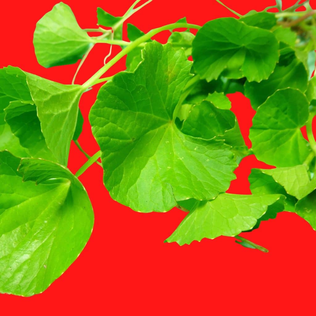 Centella Asiatica, a common herb in traditional African medicine
